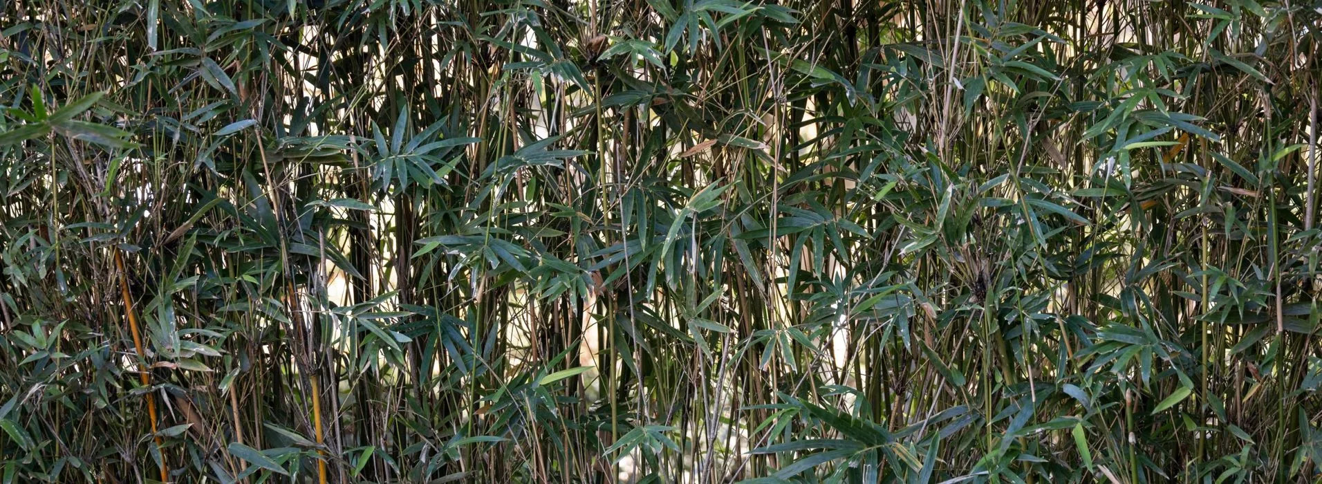 A dense stand of green bamboo filling the frame