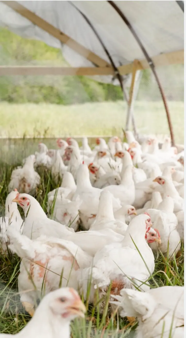 Free-range poultry on a school farm