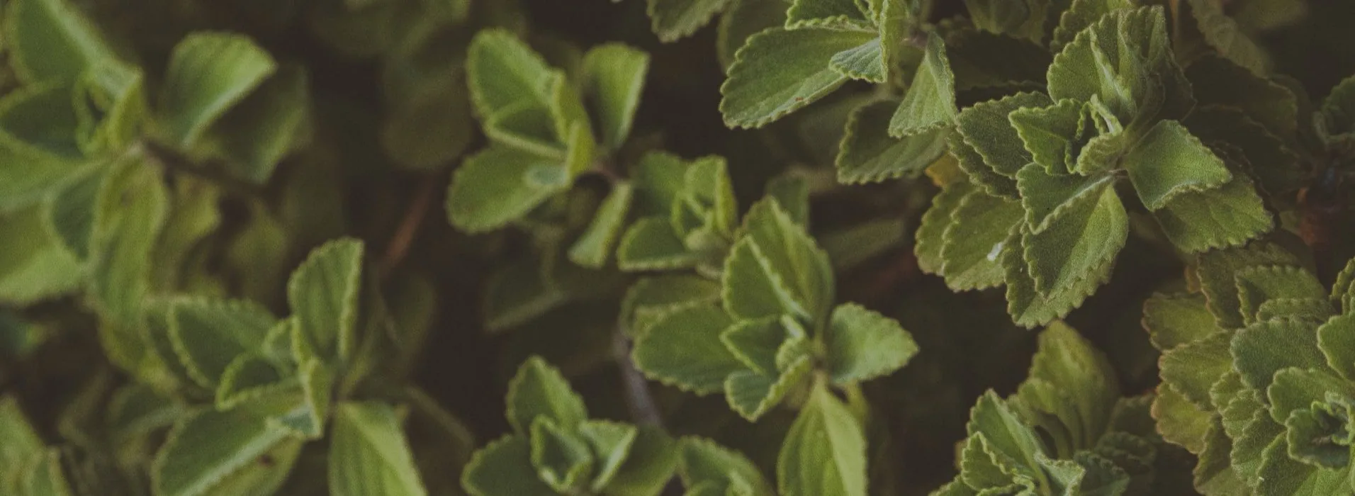 A dense bed of fresh green medicinal leaves filling the frame